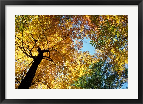 Framed Greeley Ponds Trail, New Hampshire Print