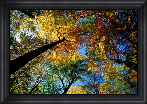 Framed Northern Hardwood Forest, New Hampshire Print