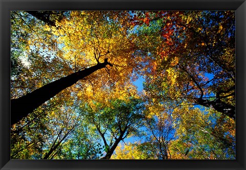 Framed Northern Hardwood Forest, New Hampshire Print