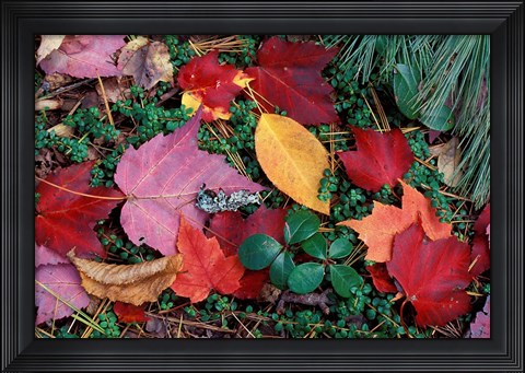 Framed Greeley Ponds Trail in Northern Hardwood Forest, New Hampshire Print