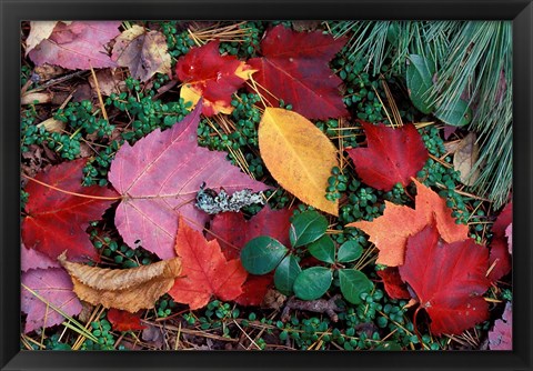 Framed Greeley Ponds Trail in Northern Hardwood Forest, New Hampshire Print