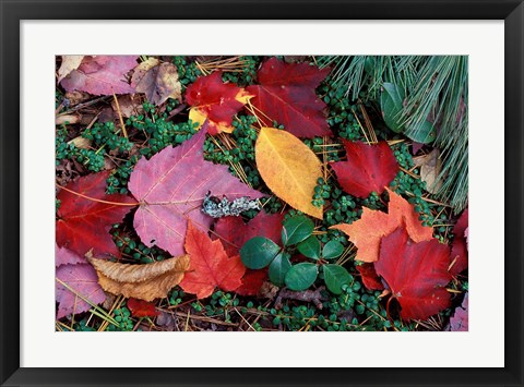 Framed Greeley Ponds Trail in Northern Hardwood Forest, New Hampshire Print