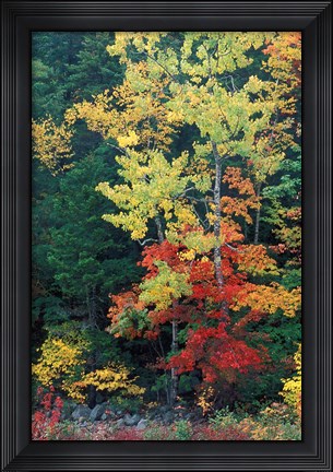 Framed Lower Falls, Swift River, Big Tooth Aspen, White Mountains, New Hampshire Print