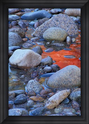 Framed Fall Colors Reflect in Saco River, New Hampshire Print