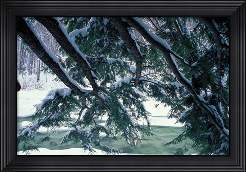 Framed Snow and Eastern Hemlock, New Hampshire Print