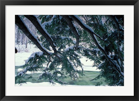 Framed Snow and Eastern Hemlock, New Hampshire Print