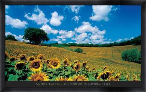 Framed Sunflowers in Umbria, Italy Print