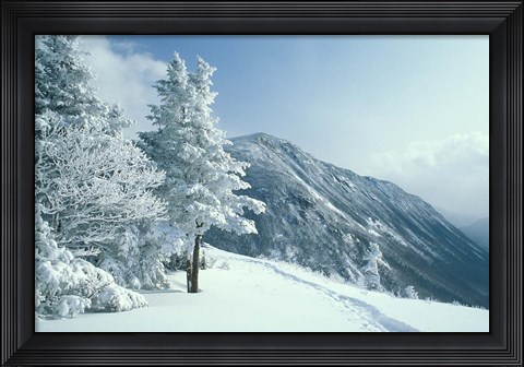 Framed Snow Covered Trees and Snowshoe Tracks, White Mountain National Forest, New Hampshire Print
