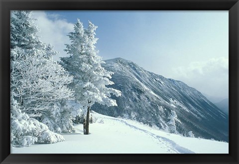 Framed Snow Covered Trees and Snowshoe Tracks, White Mountain National Forest, New Hampshire Print