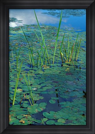 Framed Water Lilies, New Hampshire Print