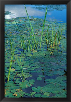 Framed Water Lilies, New Hampshire Print