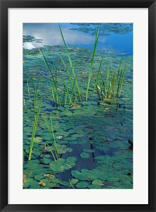 Framed Water Lilies, New Hampshire Print