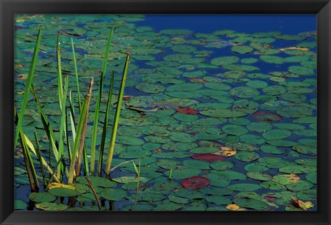 Framed Pond Water Lilies, Brookline, New Hampshire Print