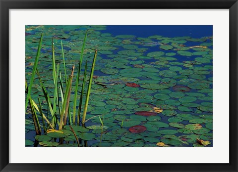 Framed Pond Water Lilies, Brookline, New Hampshire Print