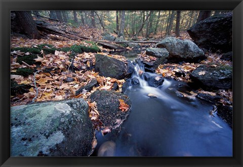 Framed Great Brook Trail in Late Fall, New Hampshire Print