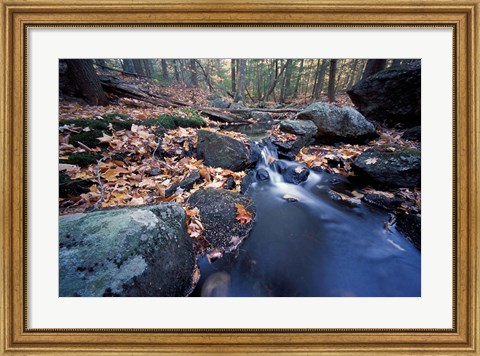 Framed Great Brook Trail in Late Fall, New Hampshire Print
