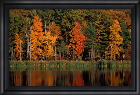 Framed Wetlands in Fall, Peverly Pond, New Hampshire Print