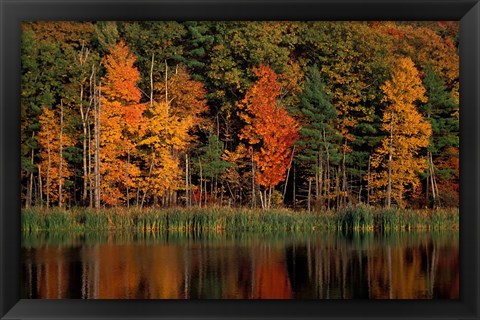 Framed Wetlands in Fall, Peverly Pond, New Hampshire Print