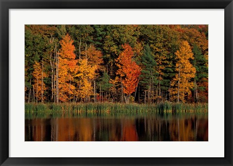 Framed Wetlands in Fall, Peverly Pond, New Hampshire Print