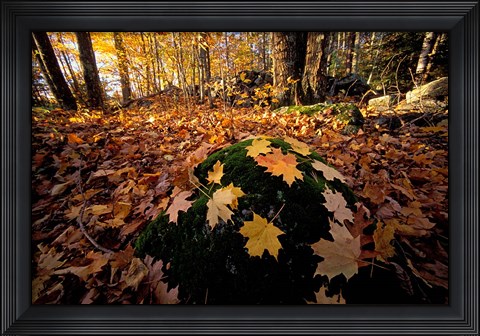 Framed Sugar Maple Leaves on Mossy Rock, Nature Conservancy&#39;s Great Bay Properties, New Hampshire Print