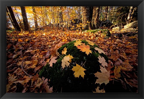 Framed Sugar Maple Leaves on Mossy Rock, Nature Conservancy&#39;s Great Bay Properties, New Hampshire Print