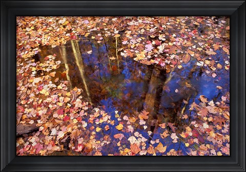 Framed Fall Leaves and Reflections, Nature Conservancy Land Along Crommett Creek, New Hampshire Print