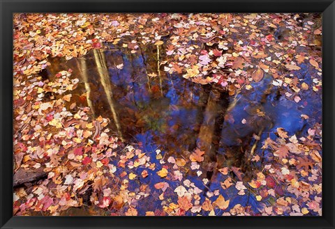 Framed Fall Leaves and Reflections, Nature Conservancy Land Along Crommett Creek, New Hampshire Print