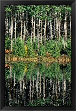 Framed Eastern White Pines in Meadow Lake, Headwaters to the Lamprey River, New Hampshire Print