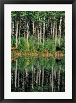 Framed Eastern White Pines in Meadow Lake, Headwaters to the Lamprey River, New Hampshire Print