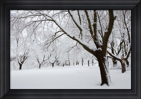 Framed Snow-Covered Maple Trees in Odiorne Point State Park in Rye, New Hampshire Print