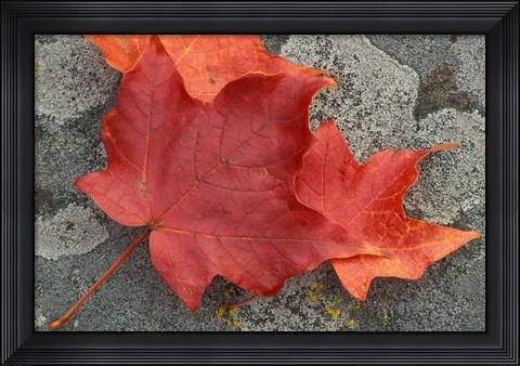 Framed Sugar Maple Foliage in Fall, Rye, New Hampshire Print
