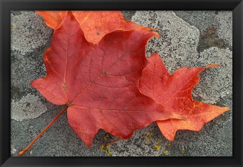 Framed Sugar Maple Foliage in Fall, Rye, New Hampshire Print