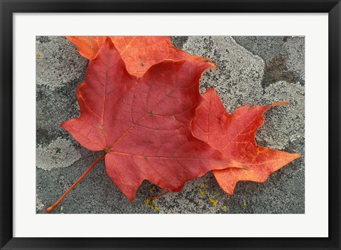 Framed Sugar Maple Foliage in Fall, Rye, New Hampshire Print