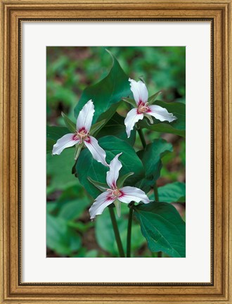 Framed Painted Trillium, Waterville Valley, White Mountain National Forest, New Hampshire Print