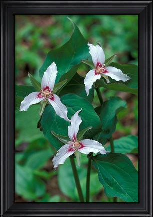 Framed Painted Trillium, Waterville Valley, White Mountain National Forest, New Hampshire Print