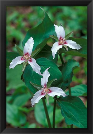 Framed Painted Trillium, Waterville Valley, White Mountain National Forest, New Hampshire Print