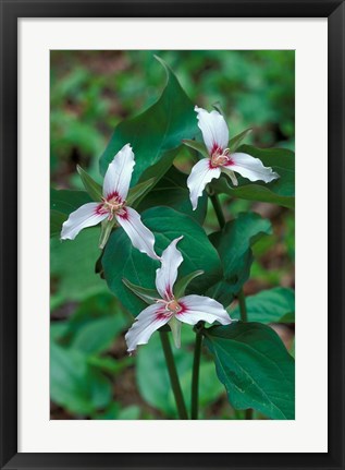 Framed Painted Trillium, Waterville Valley, White Mountain National Forest, New Hampshire Print