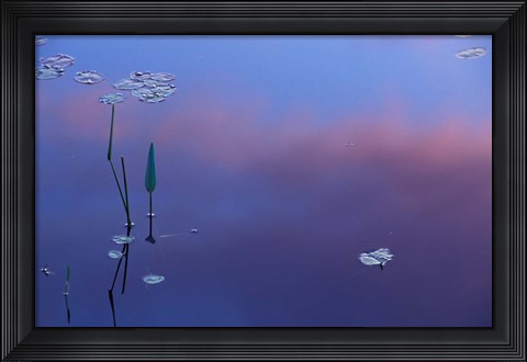 Framed Pickerelweed, Lily Pads and Reflections in Trout Pond, Freedom, New Hampshire Print