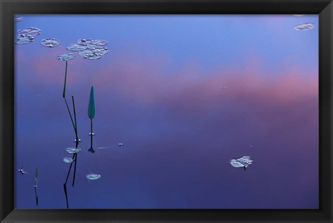 Framed Pickerelweed, Lily Pads and Reflections in Trout Pond, Freedom, New Hampshire Print
