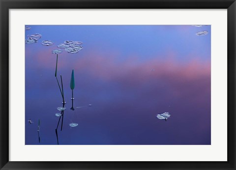 Framed Pickerelweed, Lily Pads and Reflections in Trout Pond, Freedom, New Hampshire Print
