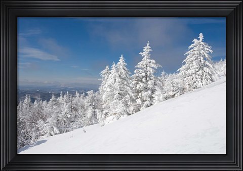 Framed Snowy Trees on the Slopes of Mount Cardigan, Canaan, New Hampshire Print