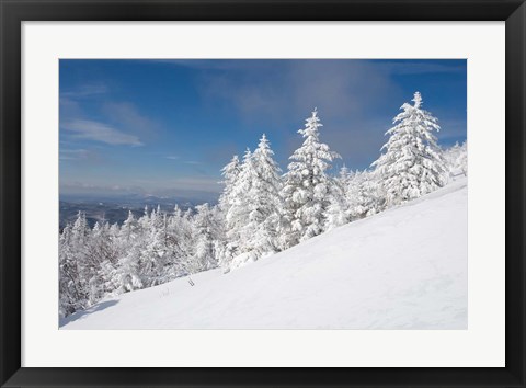 Framed Snowy Trees on the Slopes of Mount Cardigan, Canaan, New Hampshire Print