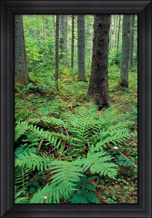 Framed Ferns in the Understory of a Lowland Spruce-Fir Forest, White Mountains, New Hampshire Print