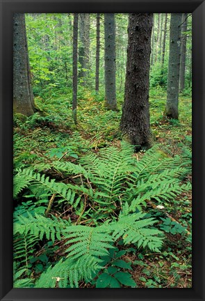 Framed Ferns in the Understory of a Lowland Spruce-Fir Forest, White Mountains, New Hampshire Print