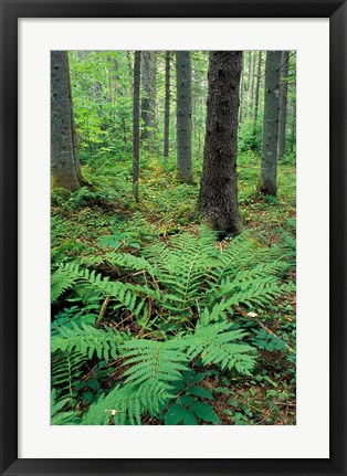 Framed Ferns in the Understory of a Lowland Spruce-Fir Forest, White Mountains, New Hampshire Print