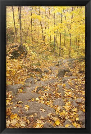 Framed Rock Stairs on the Sugarloaf Trail, White Mountain National Forest, New Hampshire Print