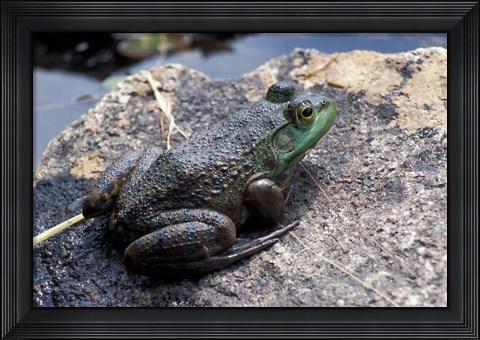 Framed Bull Frog in a Mountain Pond, White Mountain National Forest, New Hampshire Print