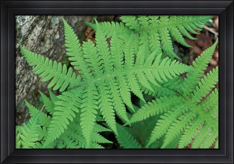 Framed Long Beech Fern, White Mountains National Forest, Waterville Valley, New Hampshire Print