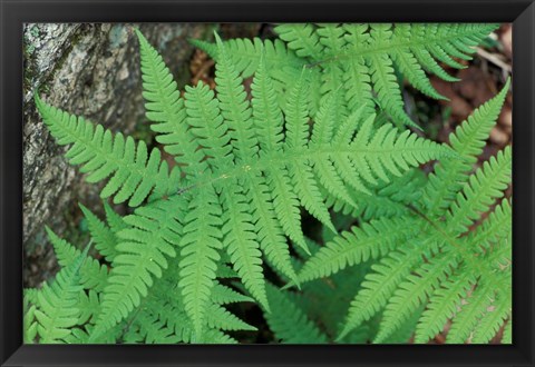 Framed Long Beech Fern, White Mountains National Forest, Waterville Valley, New Hampshire Print