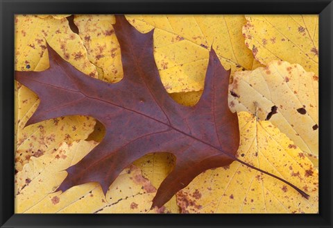 Framed Northern Red Oak Leaf in Fall, Sandy Point Trail, New Hampshire Print